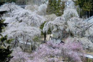 秩父　観光　清雲寺のしだれ桜