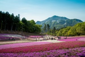 秩父　観光　芝桜の丘　