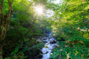 秩父　観光　彩の国ふれあいの森